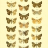 syrichthus armoricanus plate